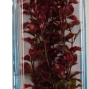 PLANTA RED LUWIGIA PLUS (46CM)