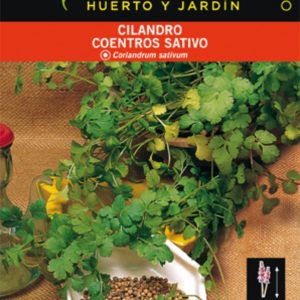 CILANTRO CORIANDRUN SATIVUN.
