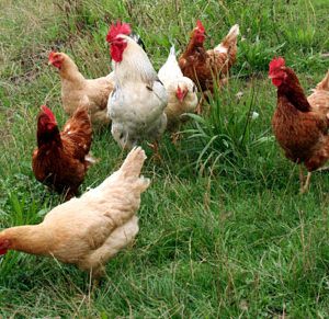 AVES DE CORRAL 35 KG. CAMPERAS