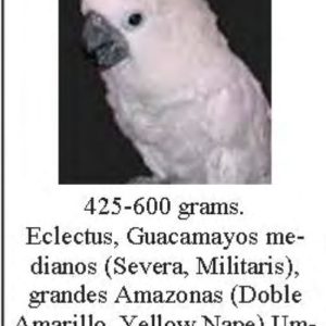 SUN PARROTS ARNES MEDIUM LOROS